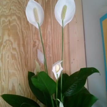 Eileen Lynch Massage Therapy - Peaceful surroundings - Massage Therapy Near Me Eileen Lynch Massage Therapy - Peaceful surroundings - Massage Therapy Near Me