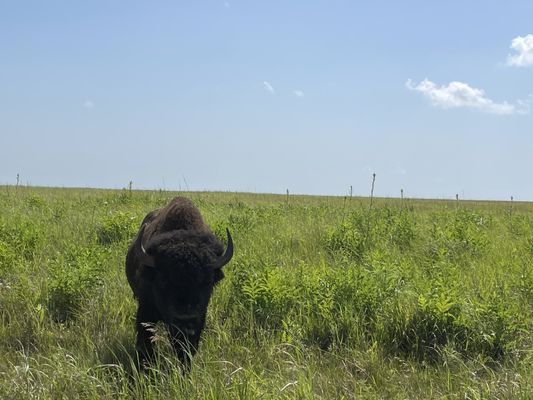 Joseph H. Williams Tallgrass Prairie Preserve by null
