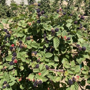 Pease Ranch - olallie black berries - Fruits & Veggies Near Me - Brentwood, California Pease Ranch - olallie black berries - Fruits & Veggies Near Me - Brentwood, California