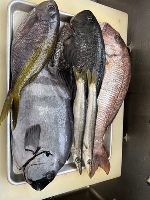 Shoshin Sushi by null