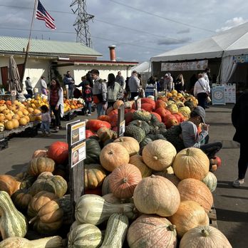 Ward's Berry Farm - a large pile of pumpkins - Delis Near Me - Sharon, Massachusetts