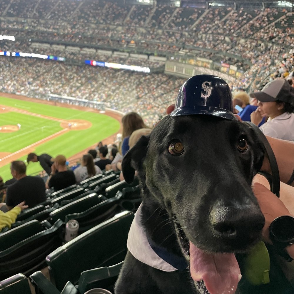 T-Mobile Park - Bark at the Park - Stadiums & Arenas Near Me - Seattle, Washington T-Mobile Park - Bark at the Park - Stadiums & Arenas Near Me - Seattle, Washington