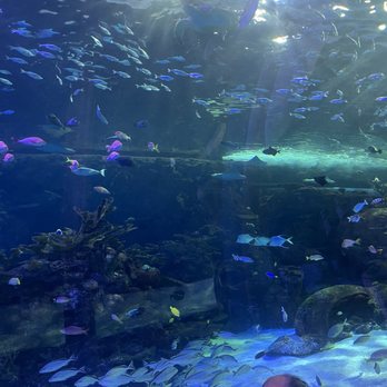 Aquarium At The Boardwalk - Aquariums Near Me - Branson, Missouri