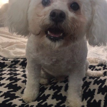 Classy K-9 Mobile Grooming - Toby happy Saturday can be after his full service grooming. - Pet Groomers Near Me Classy K-9 Mobile Grooming - Toby happy Saturday can be after his full service grooming. - Pet Groomers Near Me