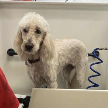 Self Serve Pet Spa - Pet Stores Near Me - Bakersfield, California
