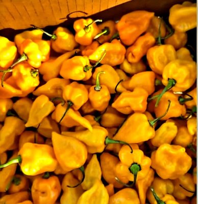 Eckerton Hill Farm by null