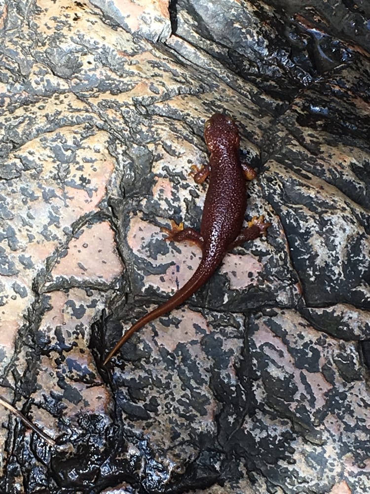 Archer Taylor Preserve