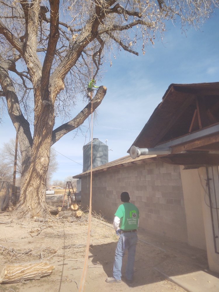 NEW LEAF TREE CARE Updated August 2024 Peralta, New Mexico Tree