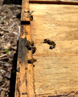 Two Hives Honey by null Two Hives Honey by null