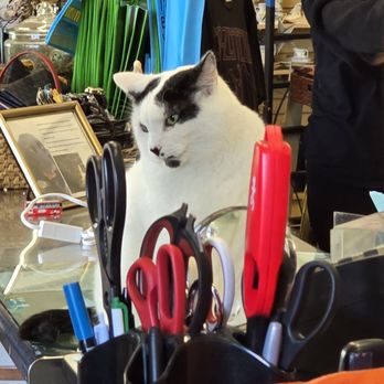 Peppermint Pig Thrift & Gift - Shop cat - Pet Adoption Near Me - Cincinnati, Ohio