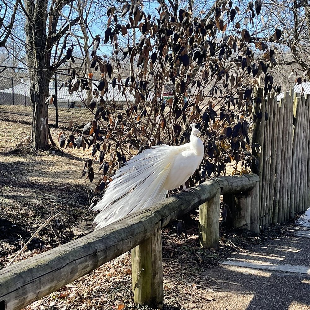 Dickerson Park Zoo - Peacocks are just chillen all over the zoo - Zoos Near Me - Springfield, Missouri
