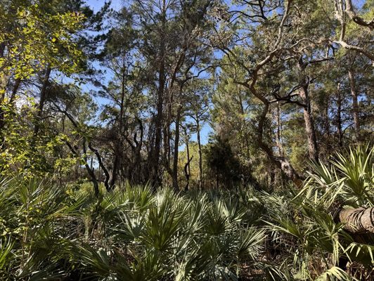 Port St. Lucie Botanical Gardens by null