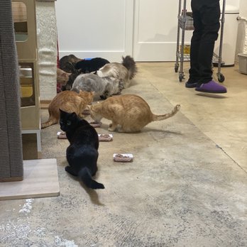 KitTea - Good time!! - Pet Adoption Near Me - San Francisco, California