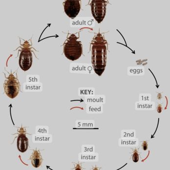 D Danelli Pest Management - Bed bugs - Pest Control Near Me D Danelli Pest Management - Bed bugs - Pest Control Near Me