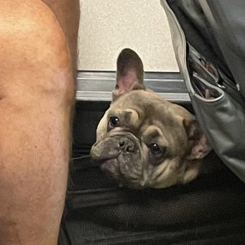 Cattitudes At Latitudes - Flying first class! - Pet Sitting Near Me