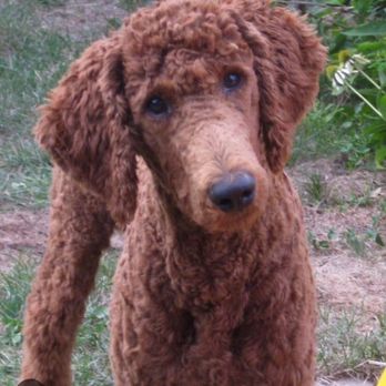 PetSmart - What I asked for. - Pet Training Near Me - College Station, Texas