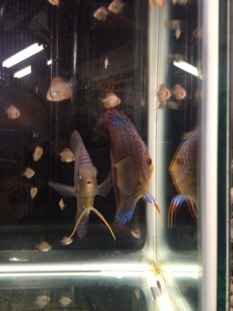 Wet Pets And Friends - reptile breeding in Canonsburg, PA