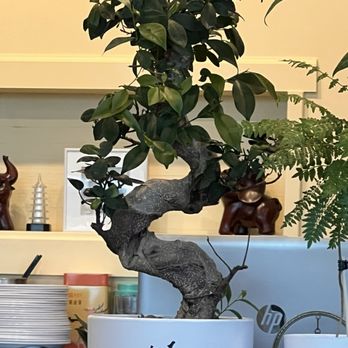 T Dumplings House - Bonsai - Chinese Near Me - Lynnwood, Washington