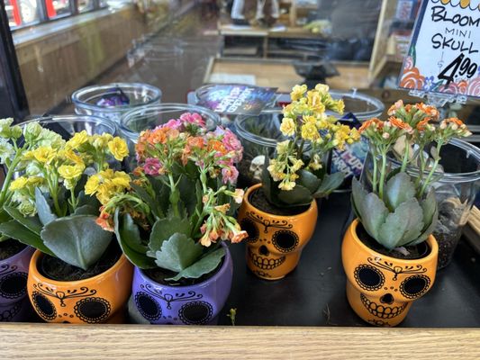 Trader Joe's by null