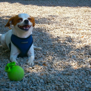 Paws Playgrounds - Pet Sitting Near Me - Toronto, Ontario Paws Playgrounds - Pet Sitting Near Me - Toronto, Ontario