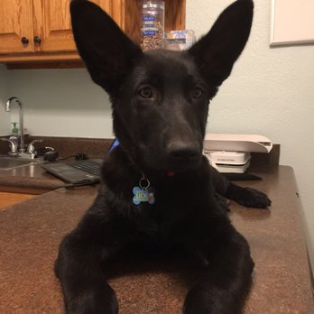 Kingman Animal Hospital - Veterinarians Near Me - Kingman, Arizona Kingman Animal Hospital - Veterinarians Near Me - Kingman, Arizona