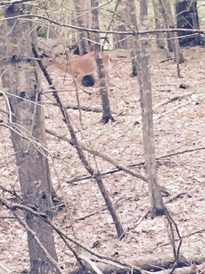 Wompatuck State Park by null