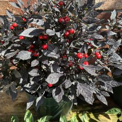 Mendham Garden Center