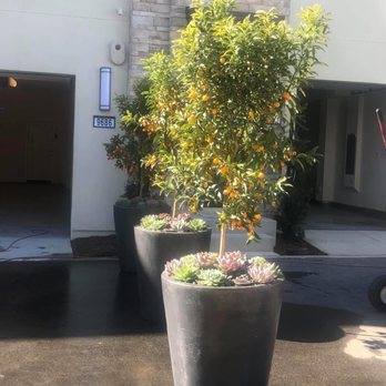 DM Color Express - Nurseries & Gardening Near Me - Orange, California