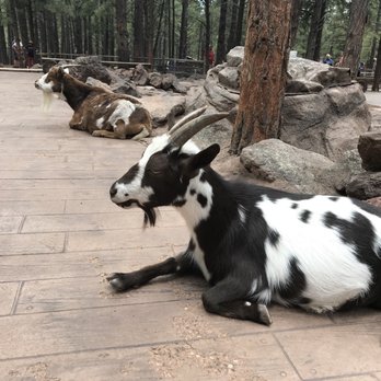 Bearizona - Zoos Near Me - Williams, Arizona
