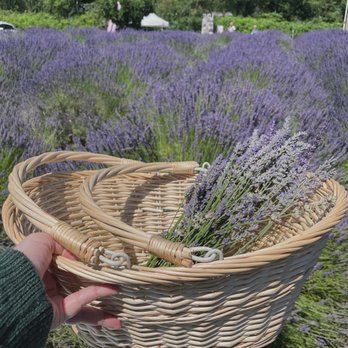 Snofalls Lavender - Farms Near Me - Fall City, Washington