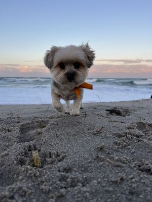 Planet Dog Luxury Spa