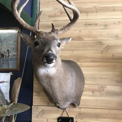 Antlers and Everything Taxidermy