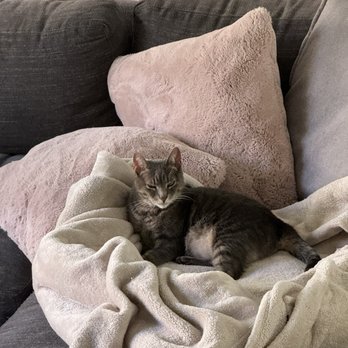 Urbanvet - Post surgery - Veterinarians Near Me - Newport Beach, California Urbanvet - Post surgery - Veterinarians Near Me - Newport Beach, California