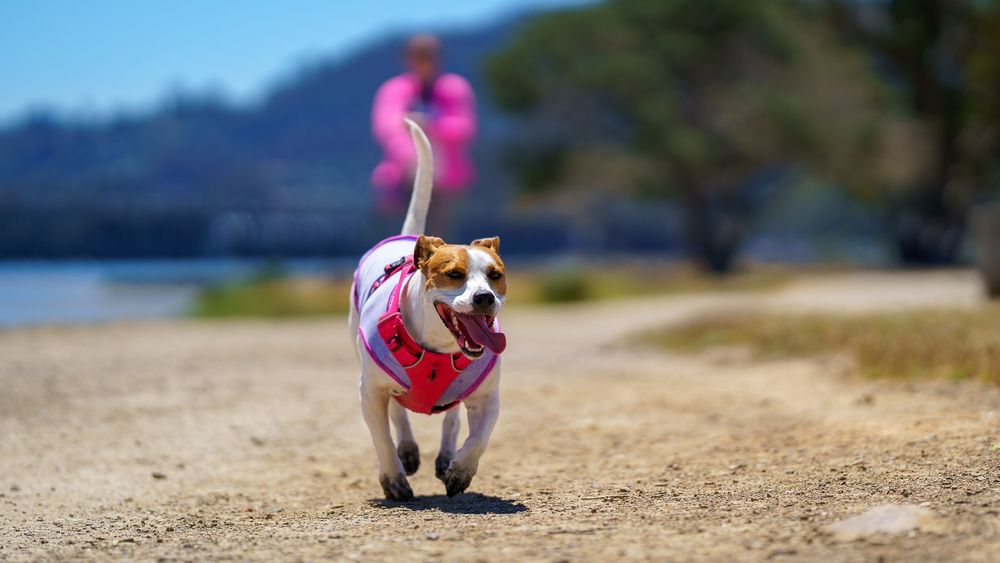 MILL VALLEY DOG RUN - Updated February 2026 - 48 Photos & 39 Reviews ...