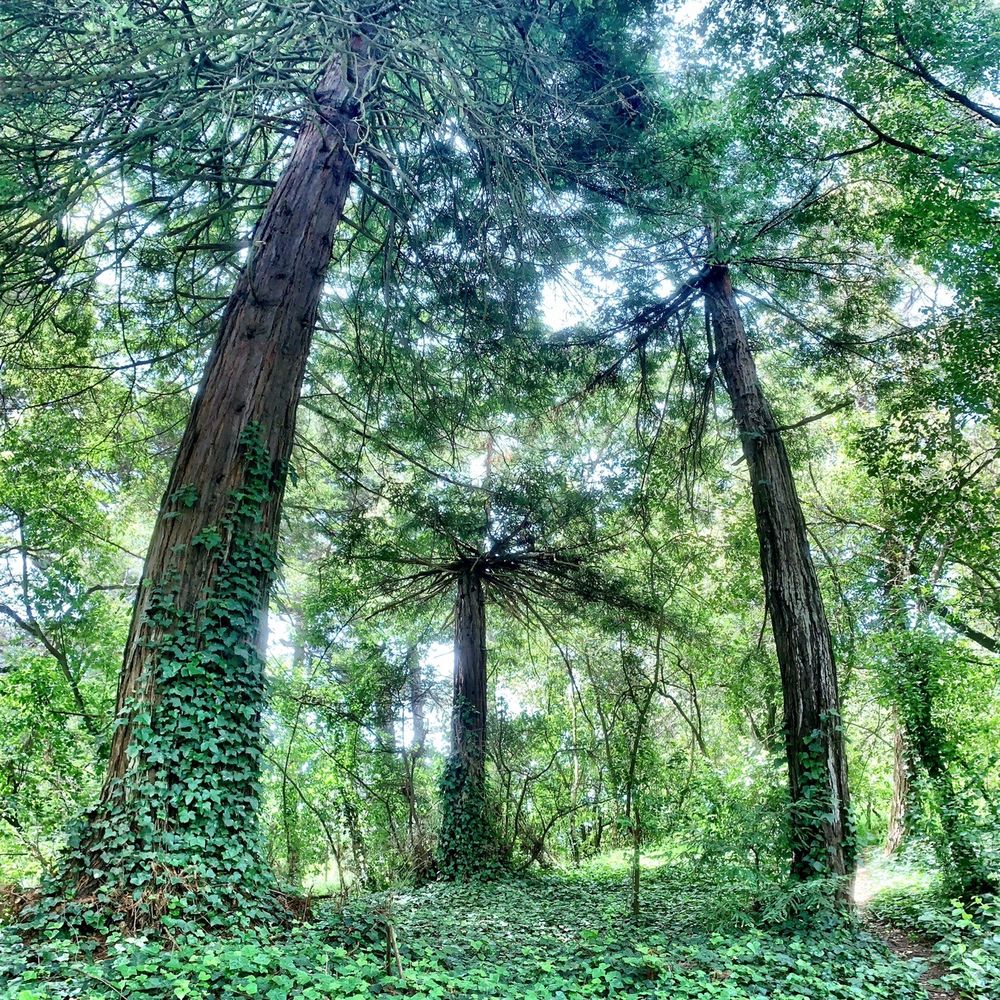 Trees along the path to the cross. Trees along the path to the cross.