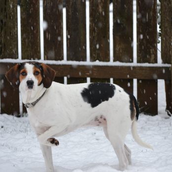 Care-A-Van - Rainey our Beloved Treeing Walker Coonhound RIP 7/2010-8/25/2021 - Veterinarians Near Me Care-A-Van - Rainey our Beloved Treeing Walker Coonhound RIP 7/2010-8/25/2021 - Veterinarians Near Me