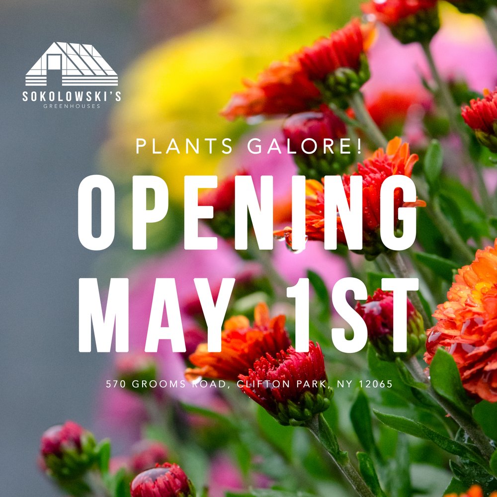 Flowers Near Clifton Park Ny Best Flower Site