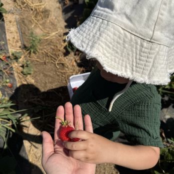 Granny Mays Strawberry Farm - Pick Your Own Farms Near Me - Granite Bay, California Granny Mays Strawberry Farm - Pick Your Own Farms Near Me - Granite Bay, California