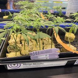 Puff-N-Dash Dispensary