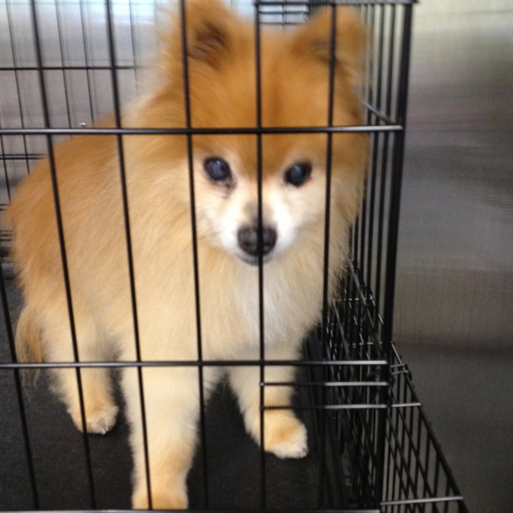 The Soapy Dog - This is my 16 year old Pom, Buster. He came in need of a lot of attention. As you can see, he looks fantastic! Nancy is amazing! - Pet Groomers Near Me - Saugatuck, Michigan The Soapy Dog - This is my 16 year old Pom, Buster. He came in need of a lot of attention. As you can see, he looks fantastic! Nancy is amazing! - Pet Groomers Near Me - Saugatuck, Michigan