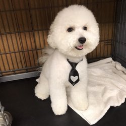 Petite Pet Inn - Great Bichon hair cuts!
