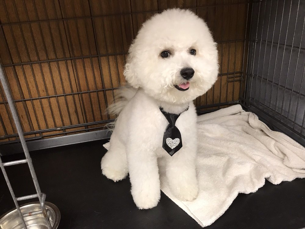 Petite Pet Inn - pet boarding facility in Richmond, VA
