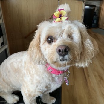 Muddy Mutts Mobile Dog Grooming - Rhiley - Pet Groomers Near Me Muddy Mutts Mobile Dog Grooming - Rhiley - Pet Groomers Near Me