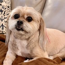 Hot Dogs Cool Cats Dog Grooming Spa, Nutrition & Boutique