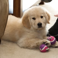 Colorado Canine Concierge
