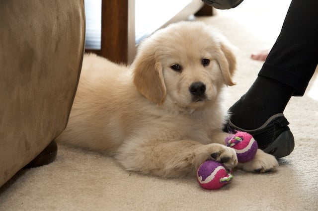 Colorado Canine Concierge - pet boarding facility in Loveland, CO