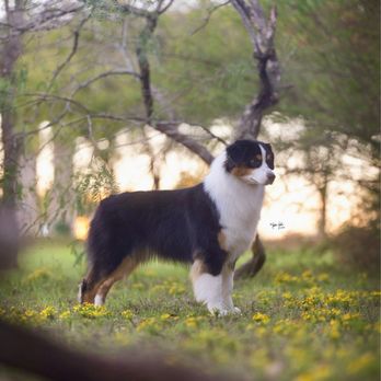 Malory Grooms - Ren after Malory grooming her!!! - Pet Groomers Near Me Malory Grooms - Ren after Malory grooming her!!! - Pet Groomers Near Me