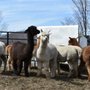 Photo of High Country Animals