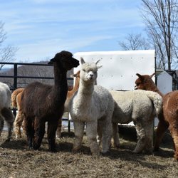 High Country Animals