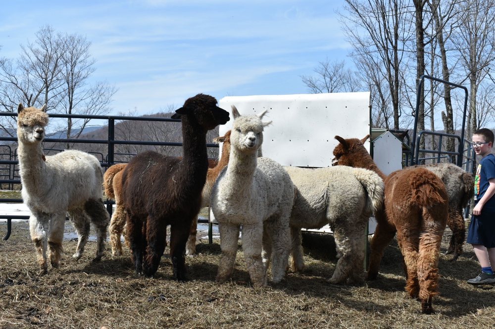 High Country Animals Logo